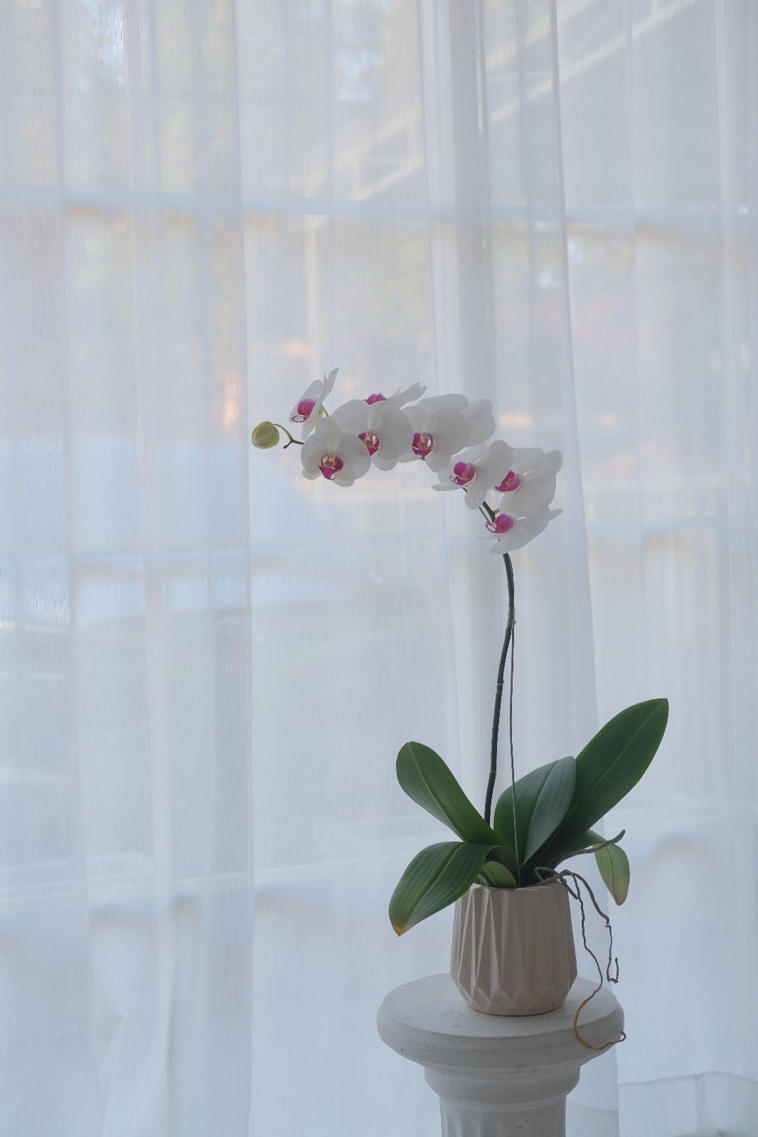 One Orchid Pot