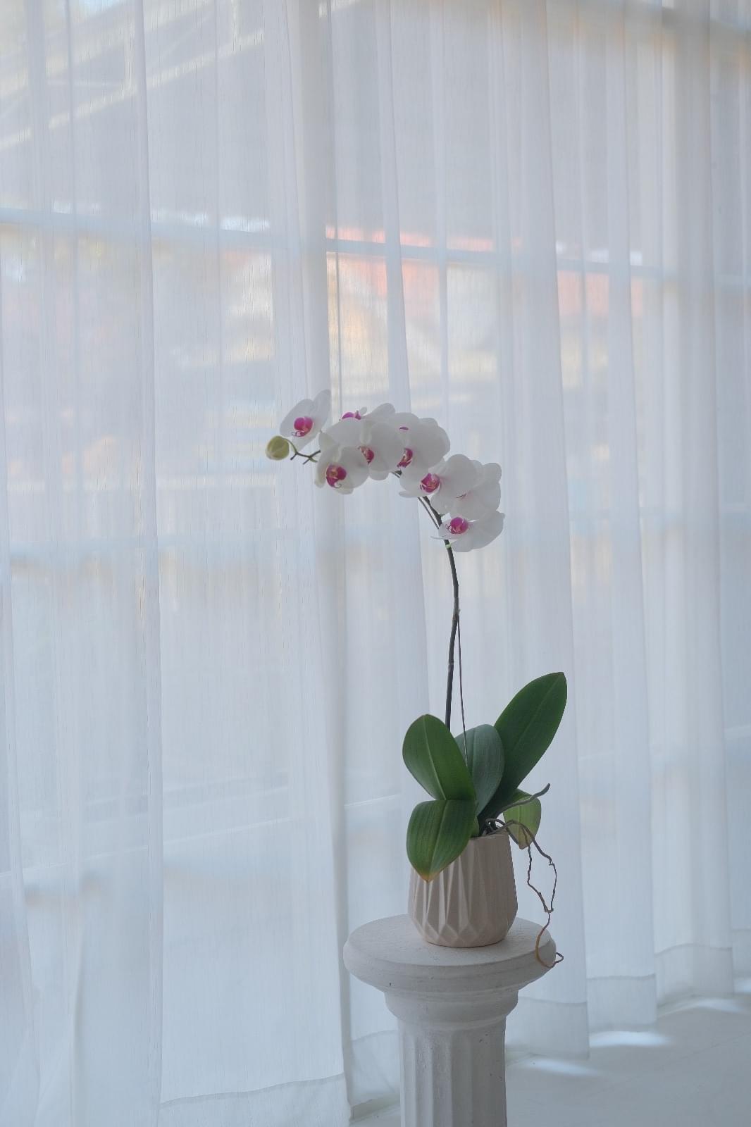 One Orchid Pot - Image 3
